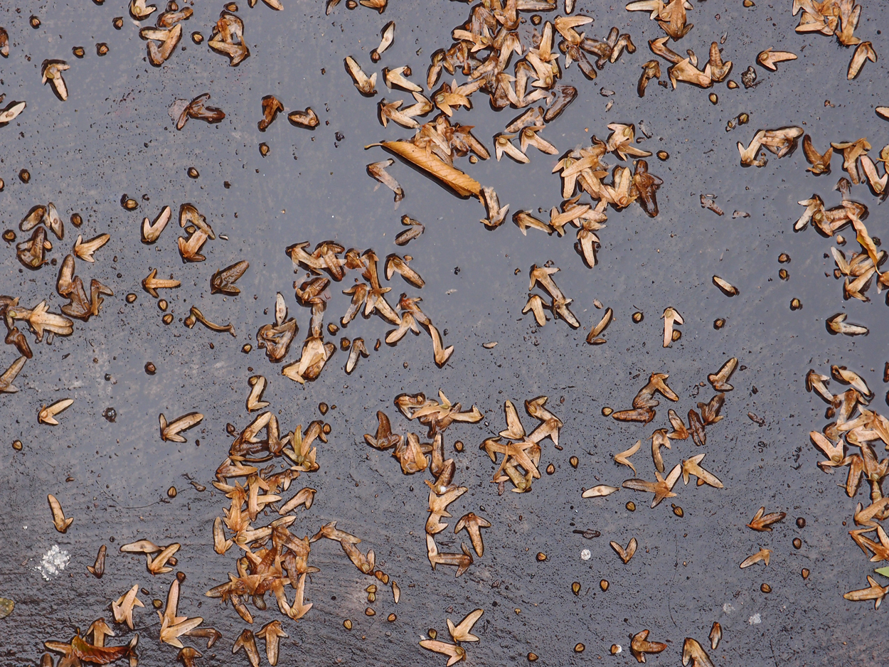 2019-09-17 Blätter auf (feuchtem) Boden